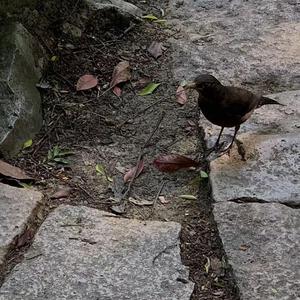 欧美亚洲精品无🈚视屏
